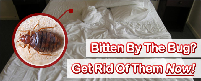 How to get rid of bed bugs suitcase, best drill bits for inconel valves